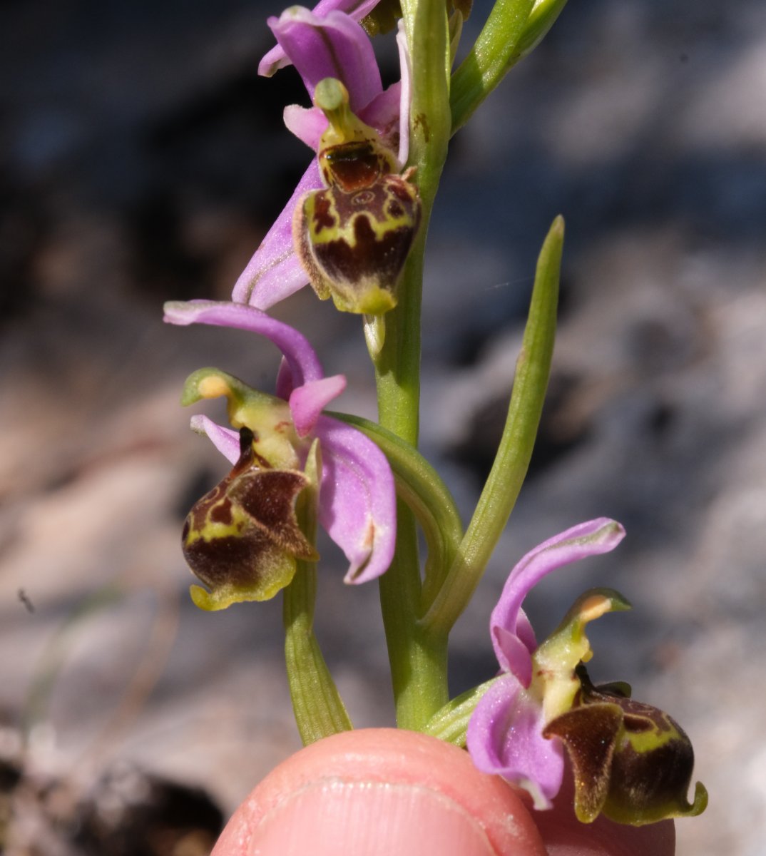 Ultime orchidee per quest''anno - Dalla Grecia con passione